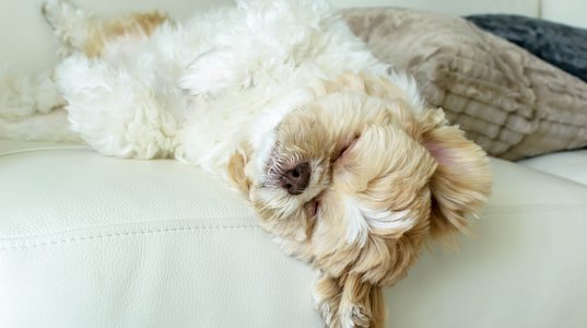 Small orange kitten lie on the bed